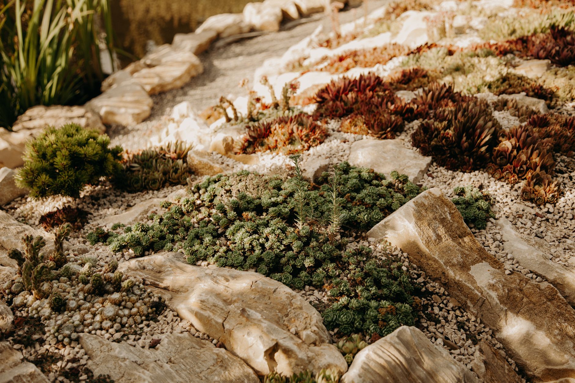 Boulder Xeriscape Front Yard